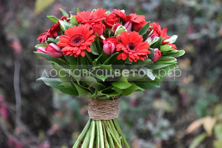 Букет красных тюльпанов с герберами "Багровые реки"